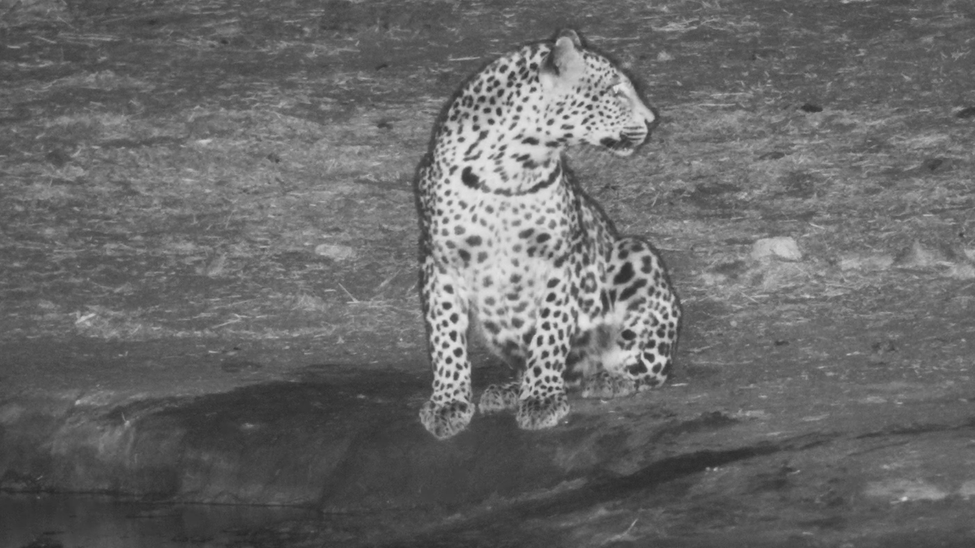 Leopard Enjoys a Drink at Serondella