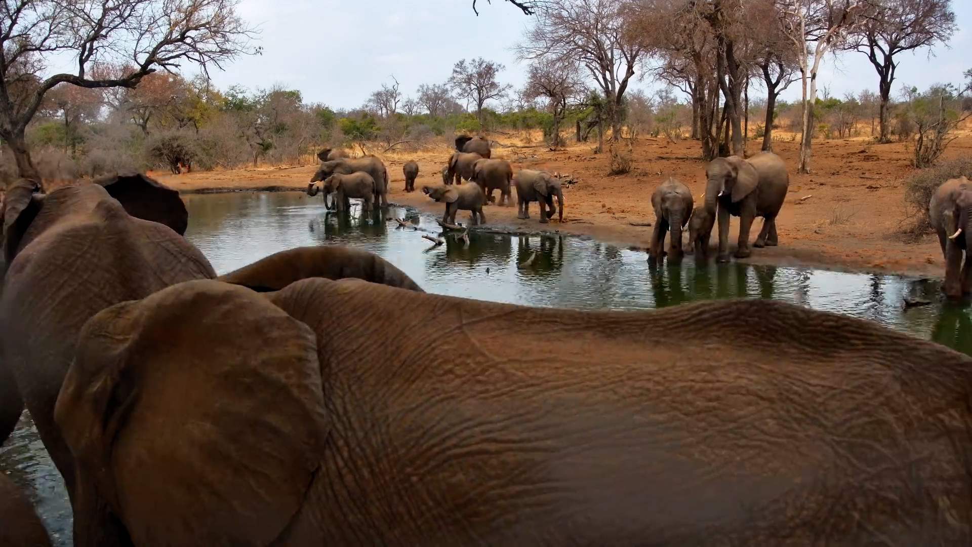 Elephants Startle a Hippo at Serondella!