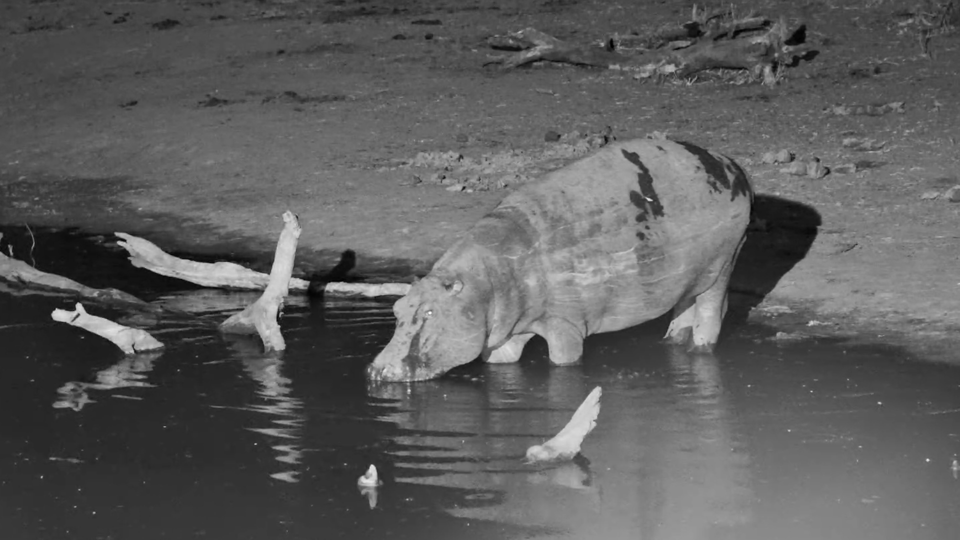 Hippo Returns to Water to Rest at Serondella