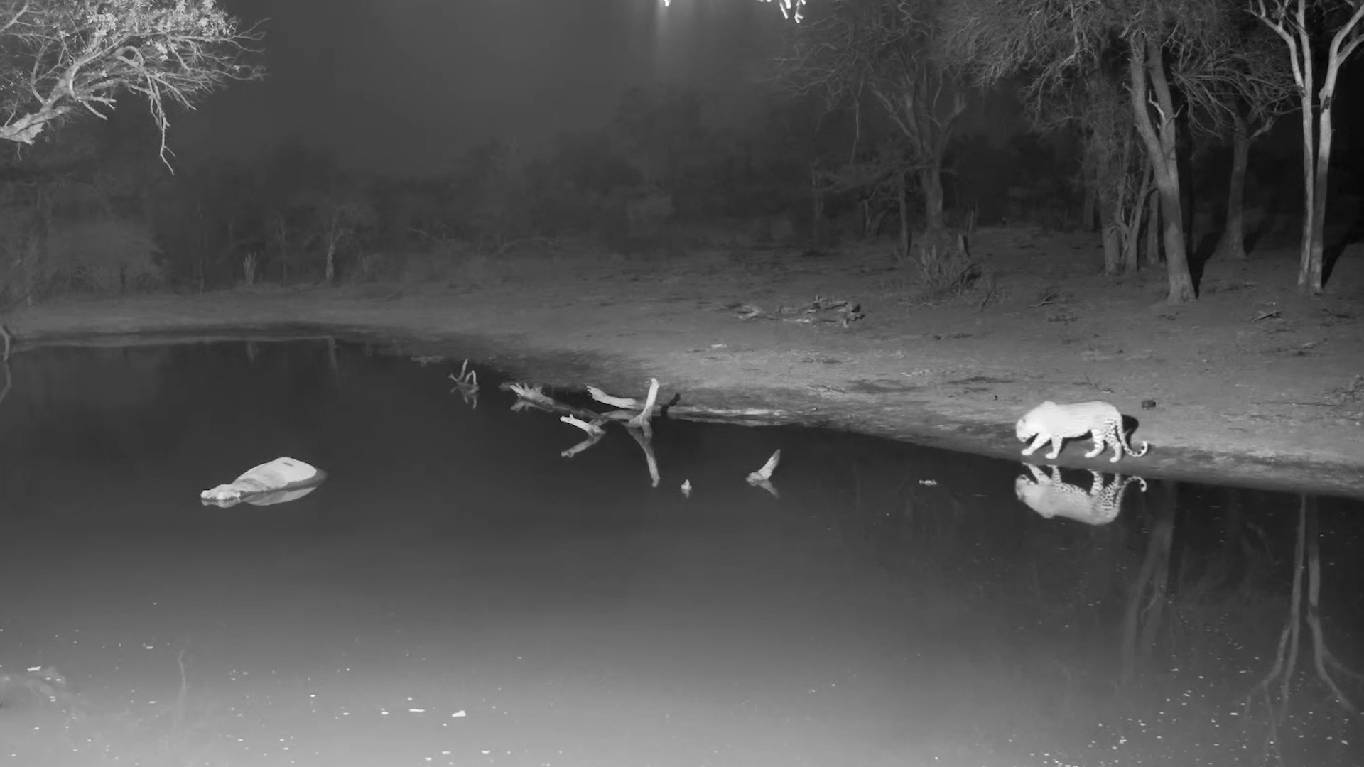 Leopard Gets a Scare from Hippo