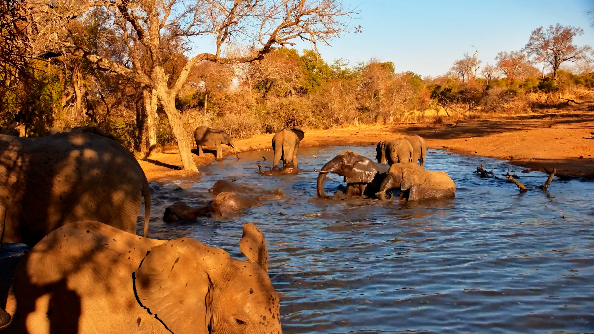 Afternoon Elephant Pool Party