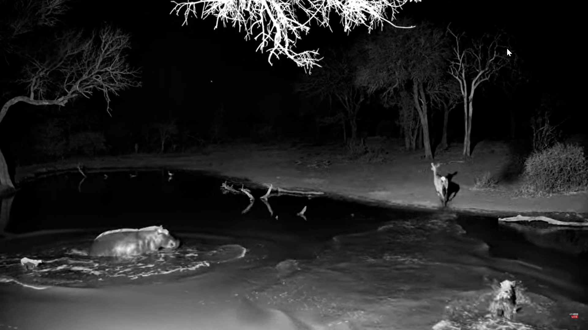 48 Hours of Wild Drama | Leopards, Lion, Hyena & Kudu at Serondella
