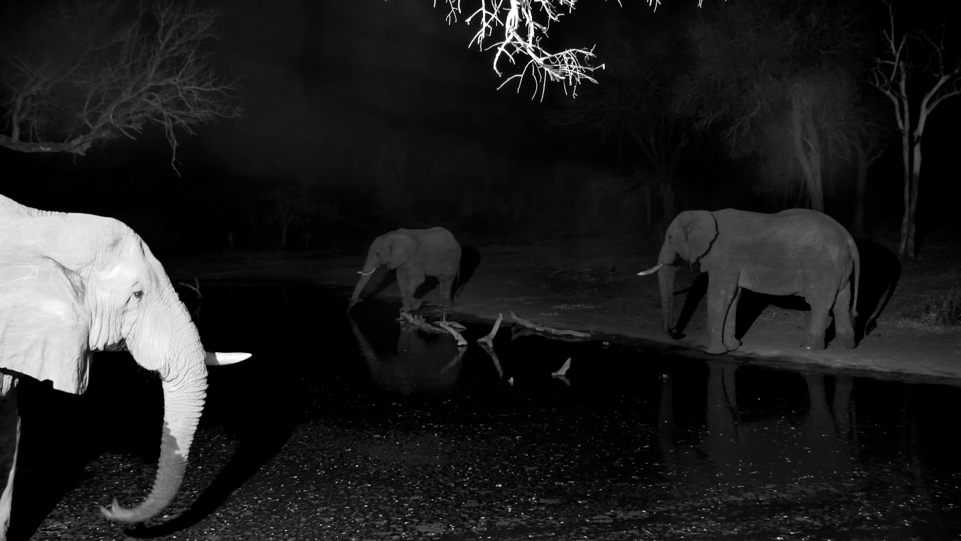 Three Elephants Share a Peaceful Night at Serondella