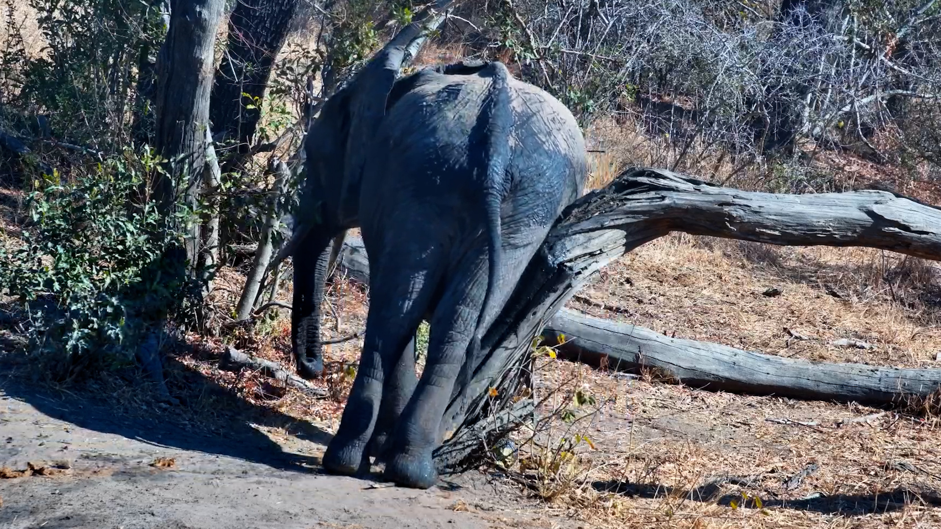 Itchy Elephants Find the Ultimate Scratching Post | Hilarious Tree Rub