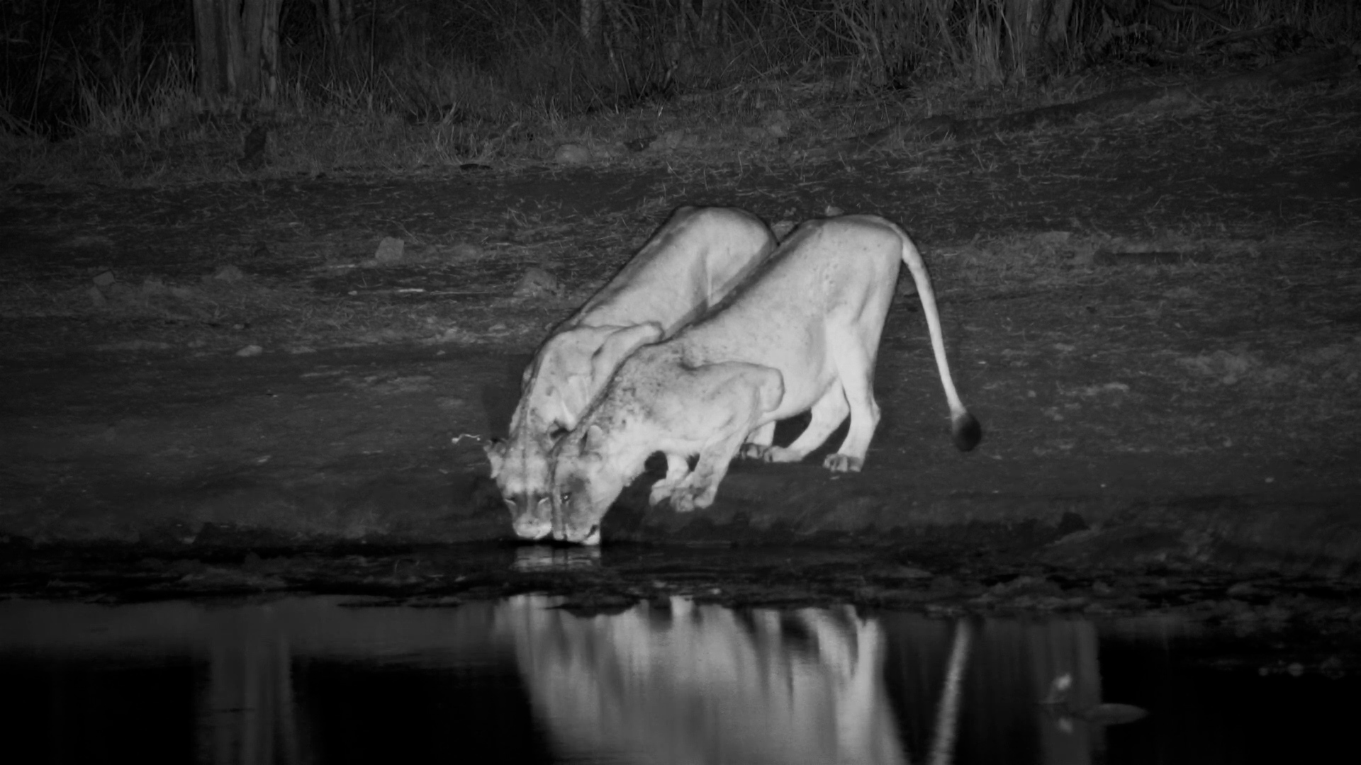 Lions Unwind at the Waterhole