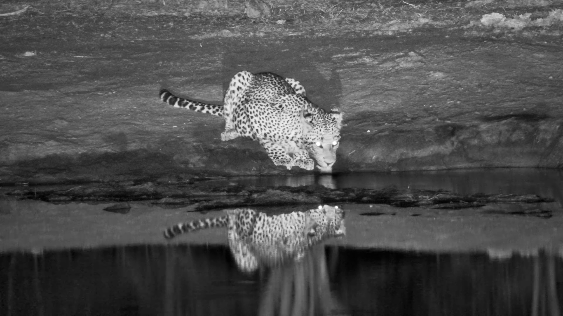 Leopard Drinks and Strolls Past Camera