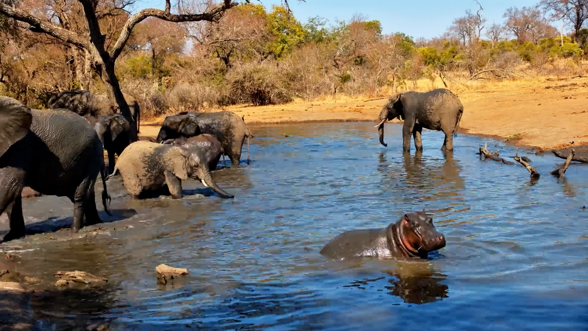 Elephants, a Hippo, and a Very Muddy Camera