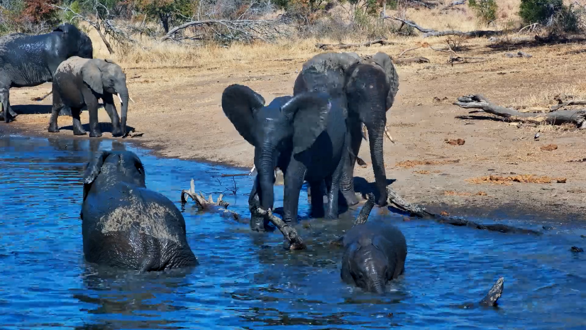 Elephants Splash and Play at Serondella Waterhole