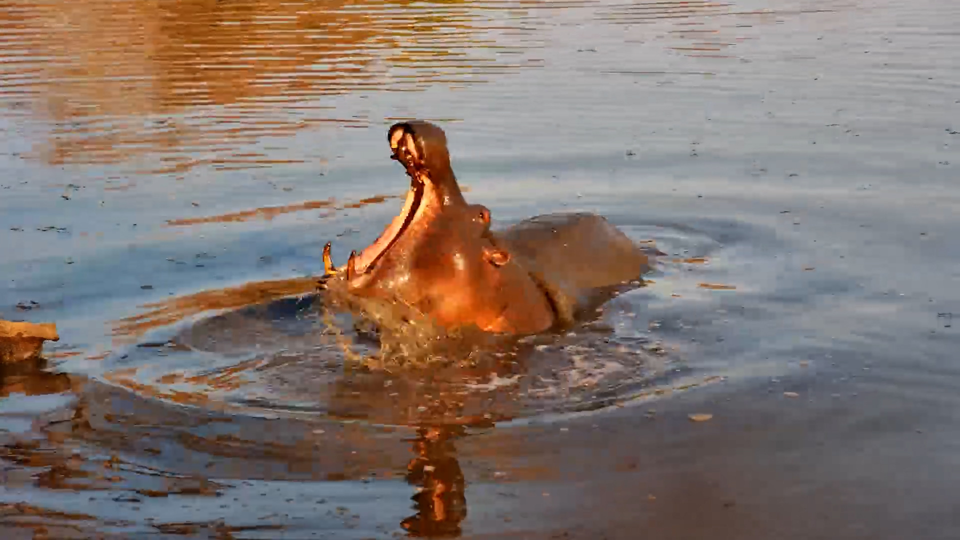 Hippo Rolls and Yawns at Serondella Waterhole