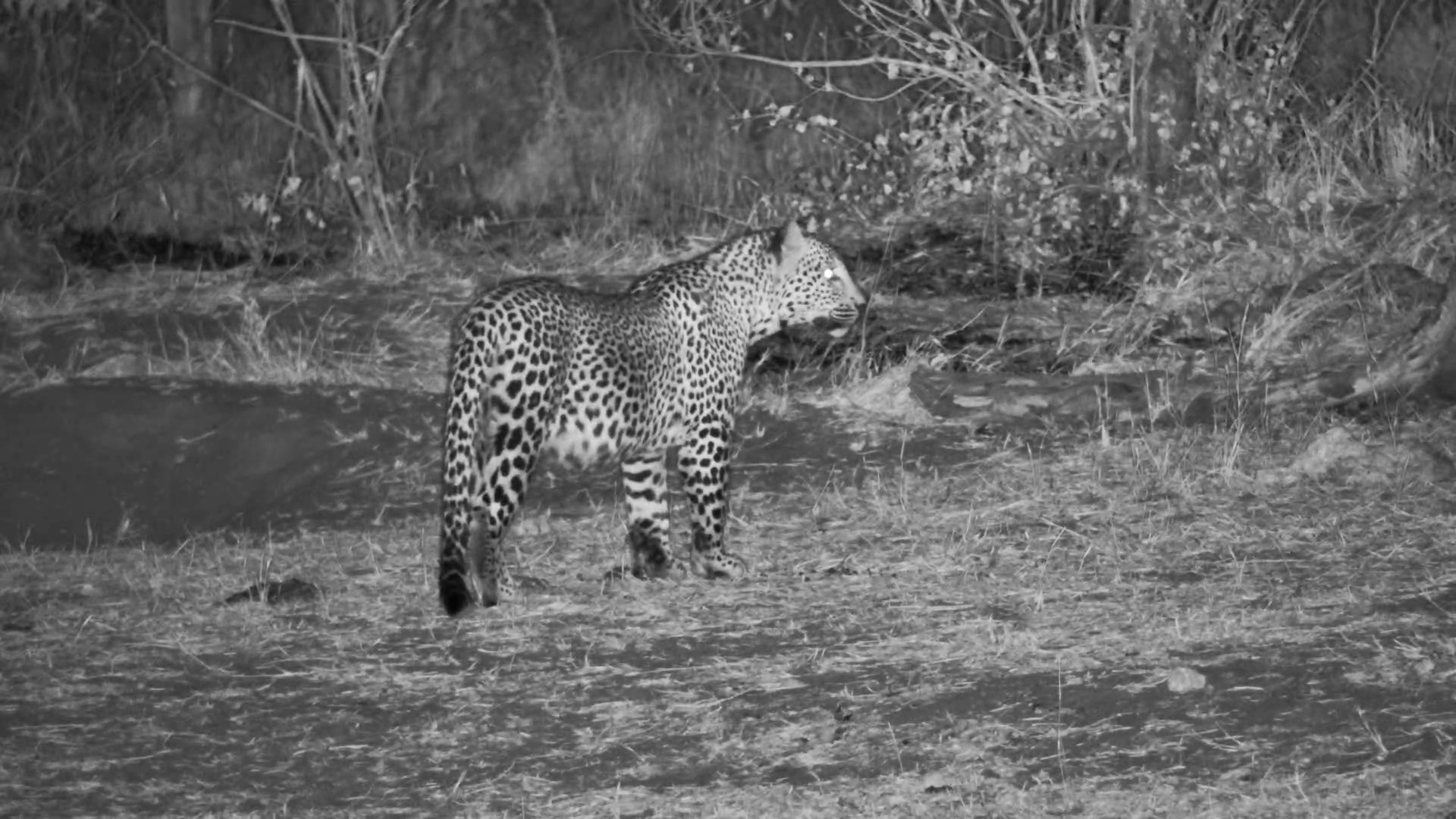 Leopard Watches as Tiny Duiker Escapes at Night