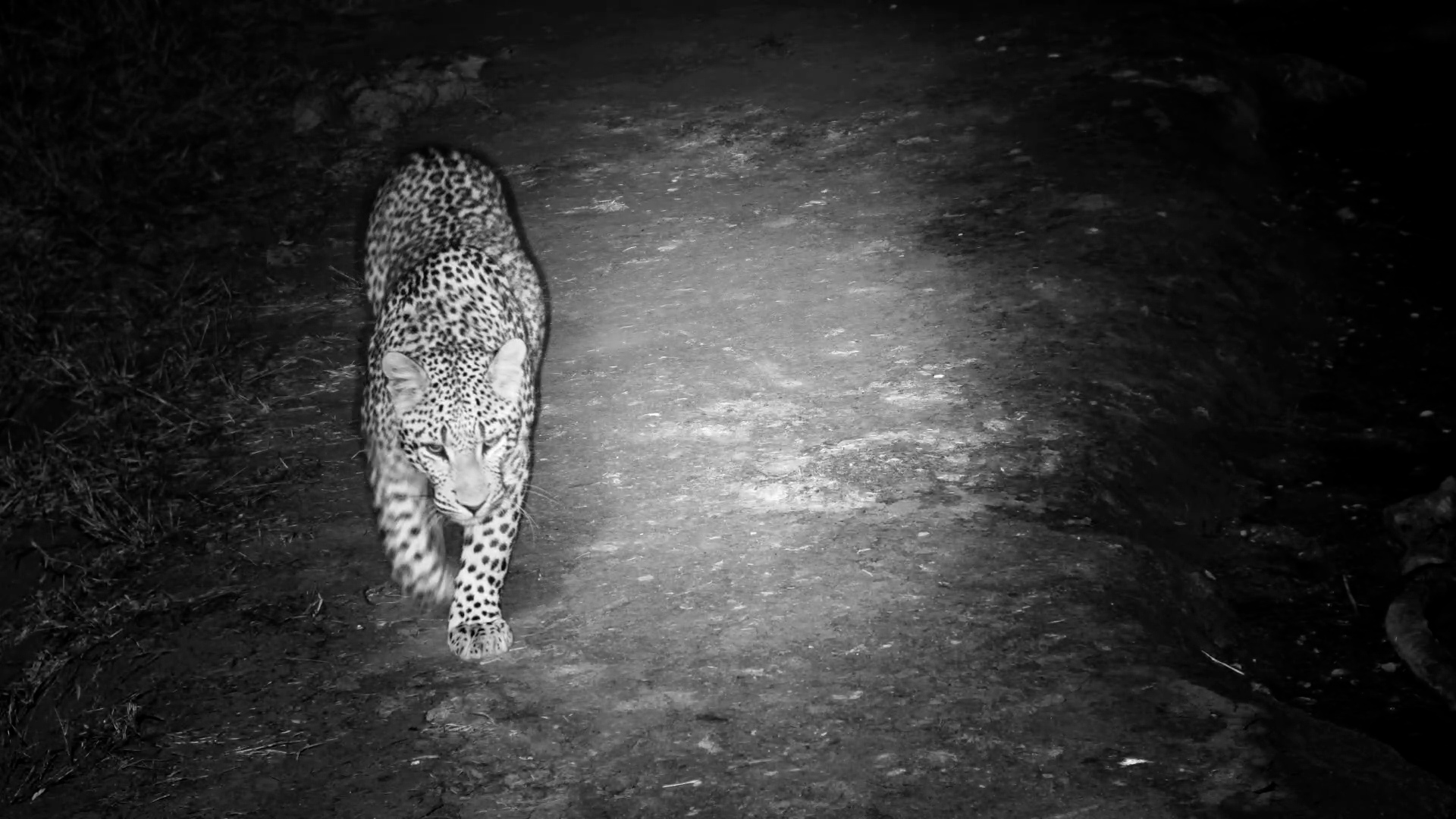 Curious Leopard Inspects The Camera