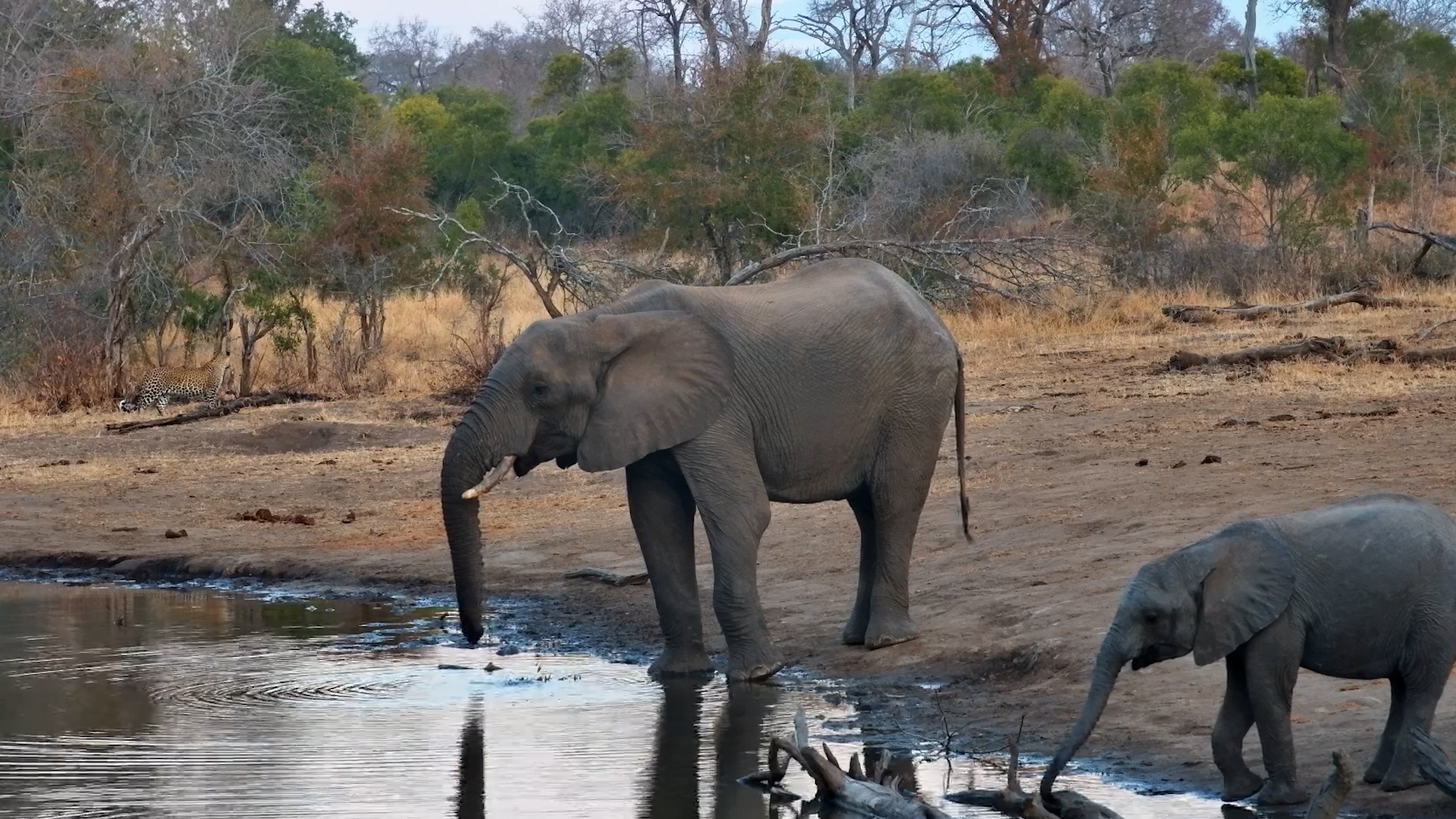 Leopard Sneaks Past Drinking Elephants