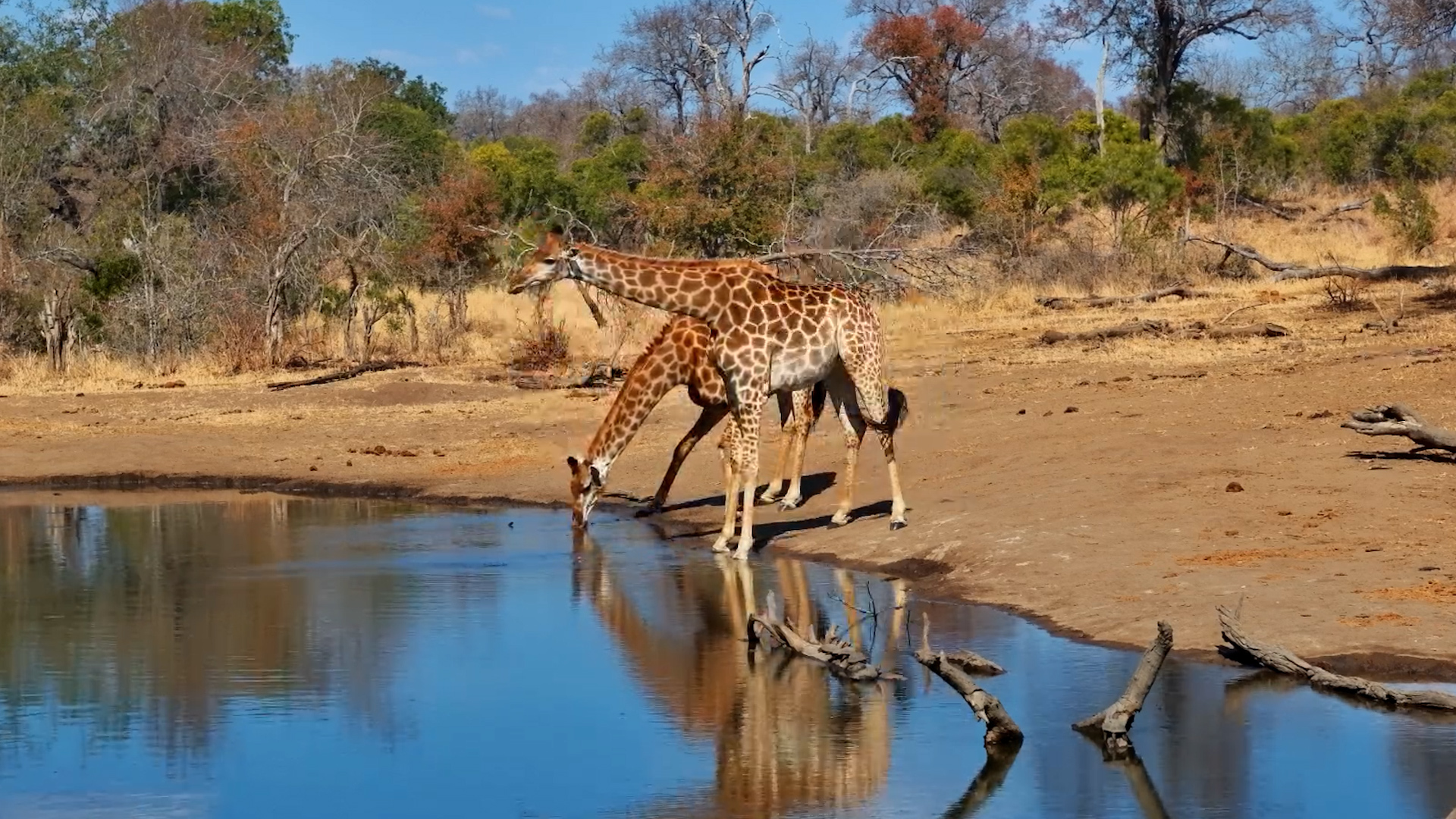 Elegant Giraffes Sip Gracefully at Serondella