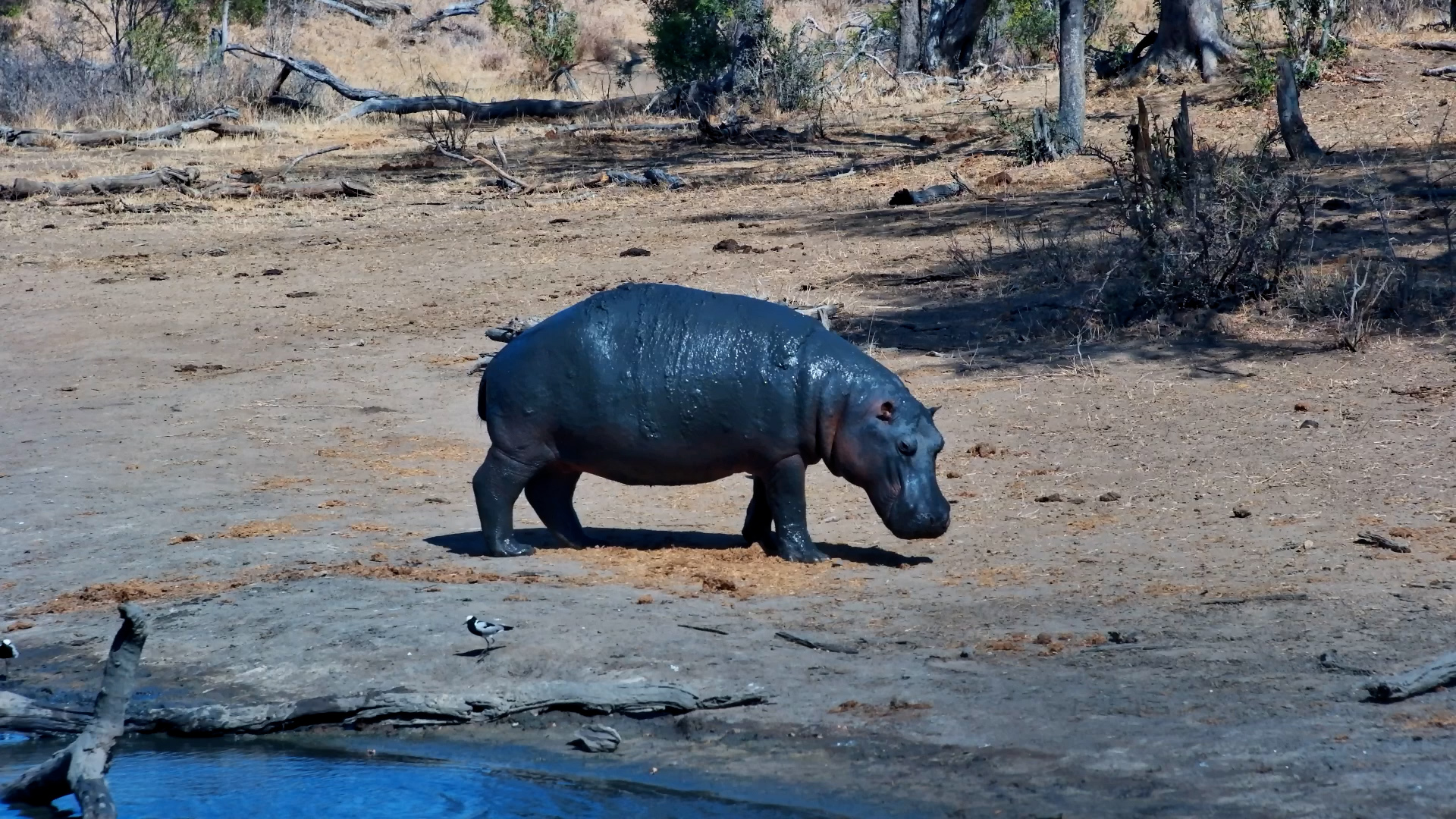 Resident Hippo Strolls by the Water