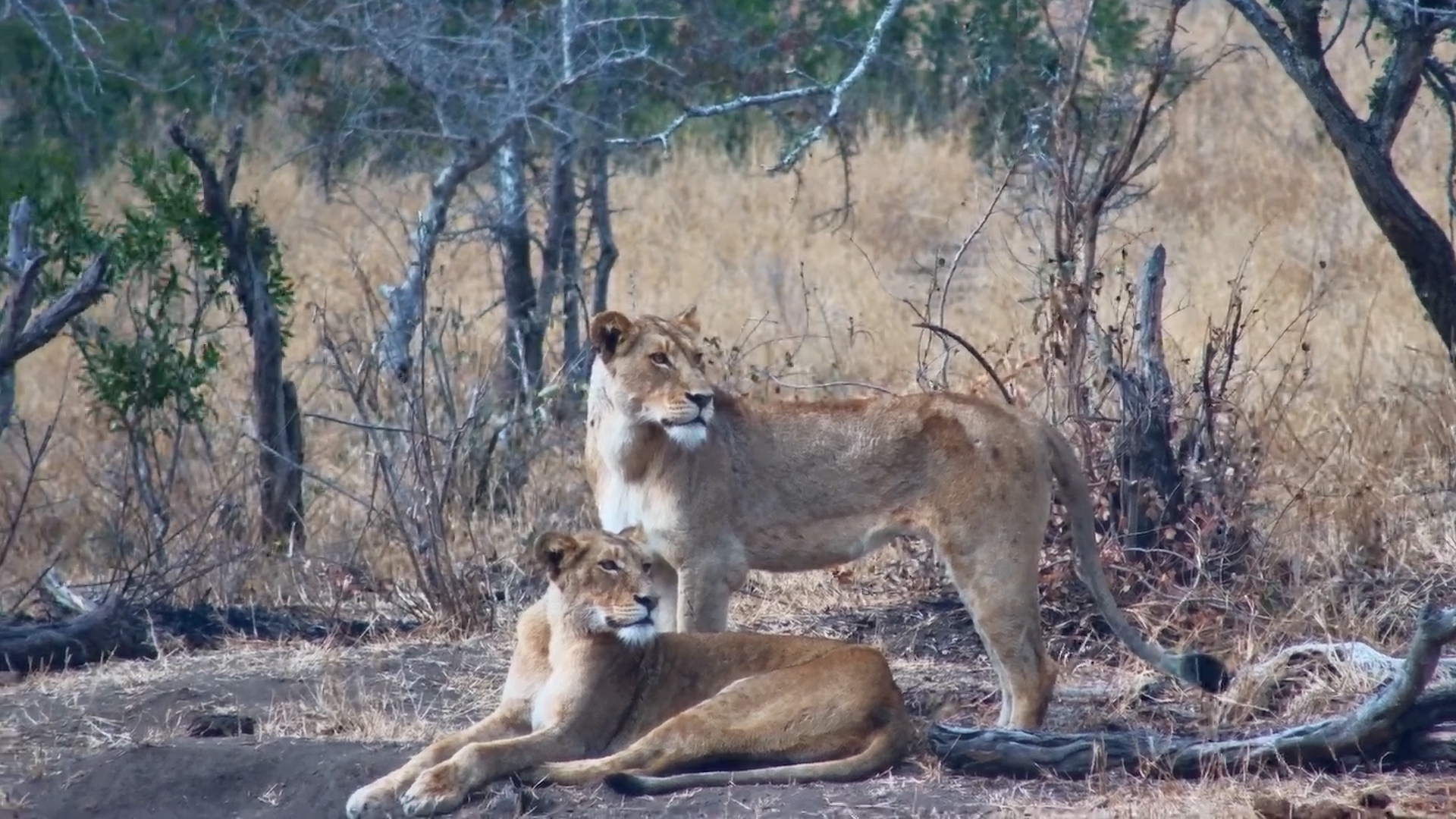 Two Lionesses and Male Passing Serondella Waterhole