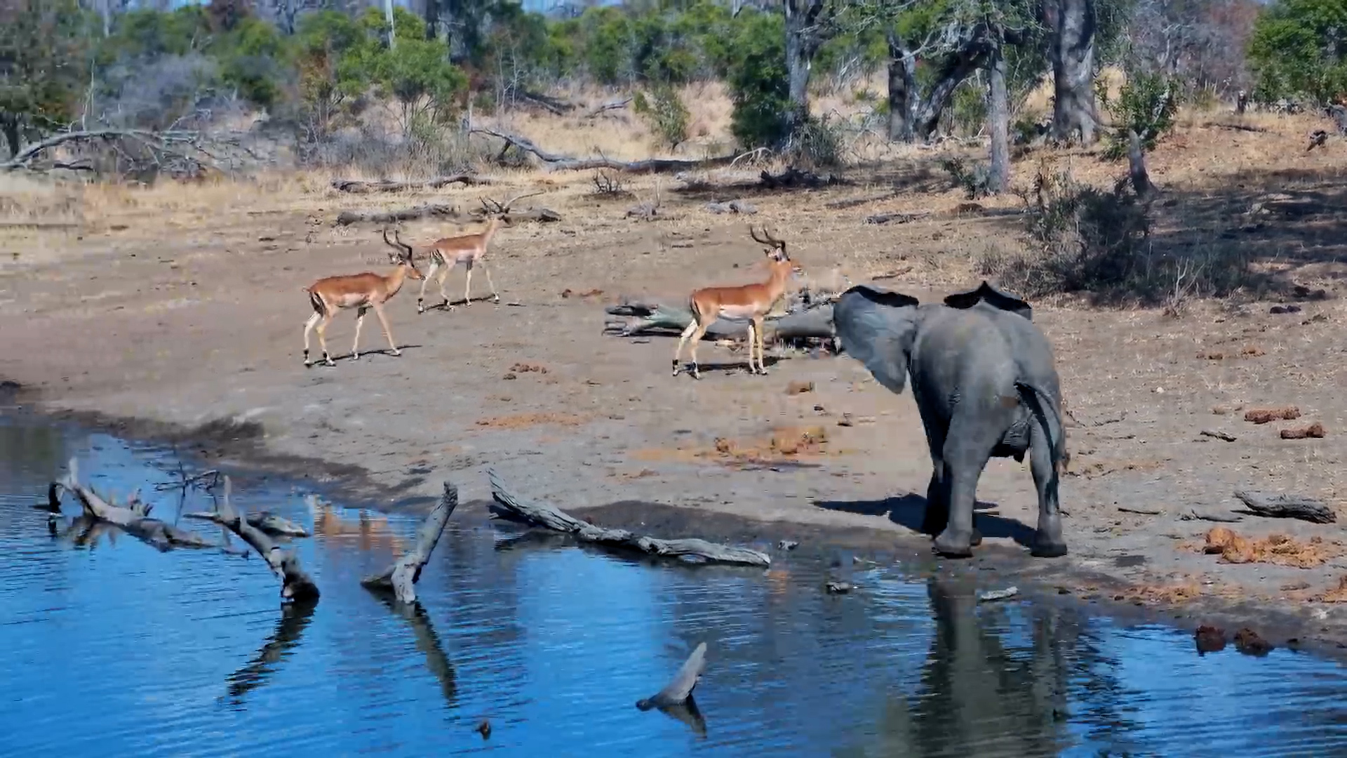Cheeky Young Elephant Chases Off Impala
