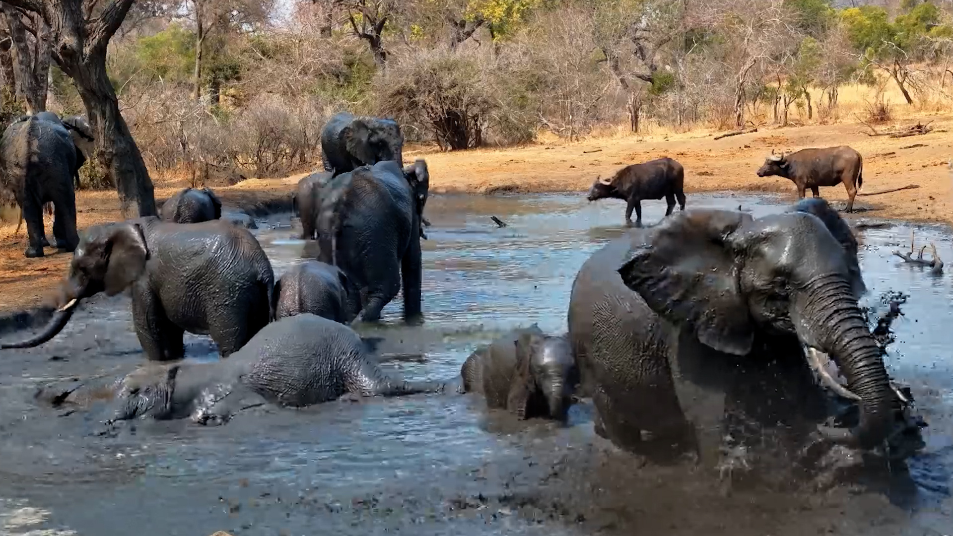 Elephants Take Over Serondella Waterhole