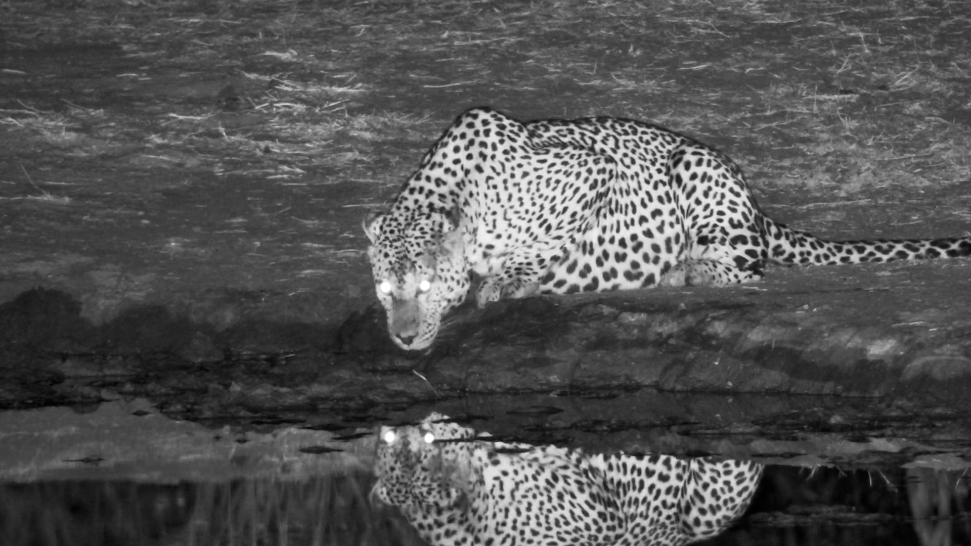 Male Leopard Drinks Under the Stars at Serondella
