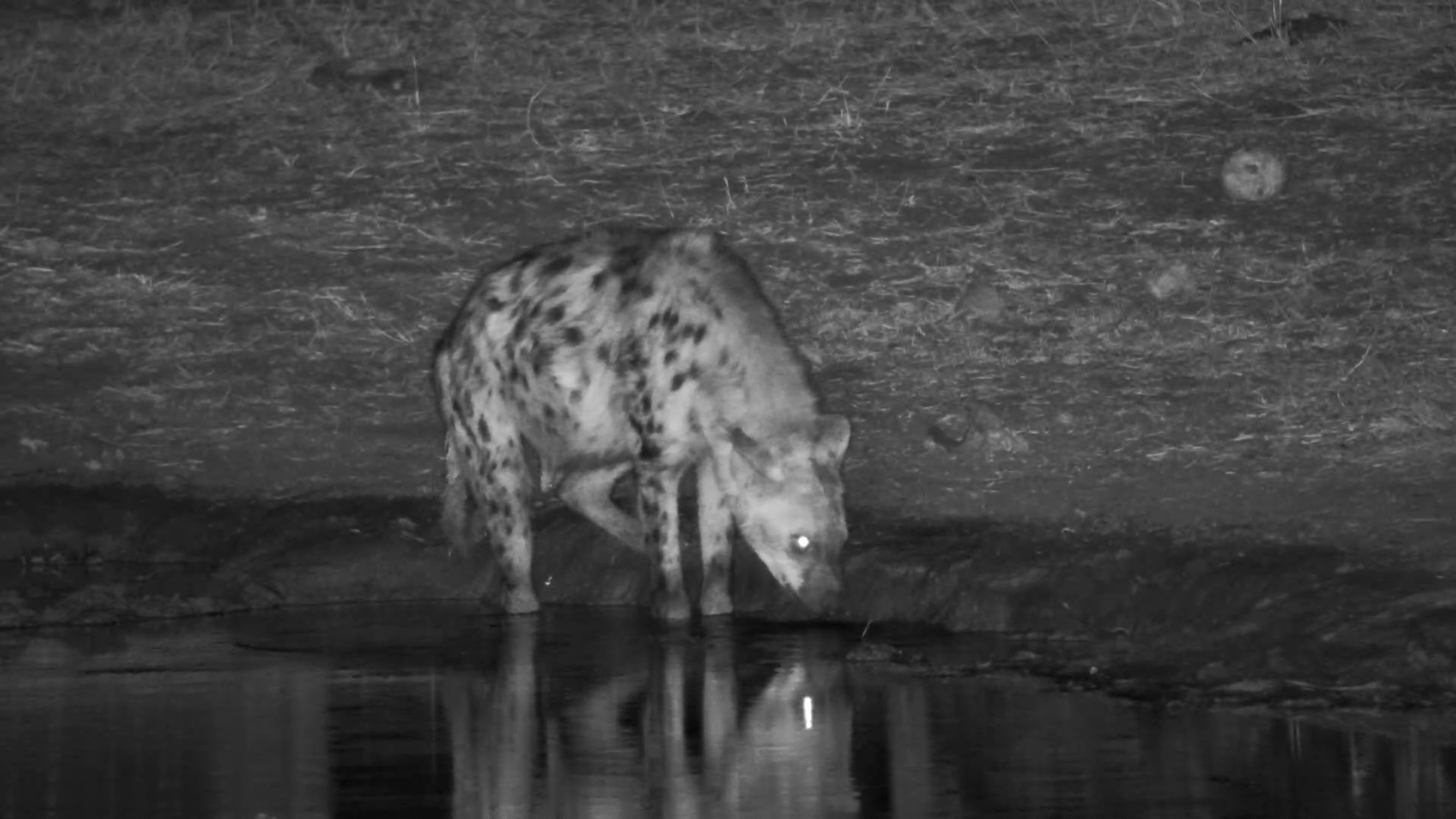 Spotted Hyena Slips In for a Drink at Serondella