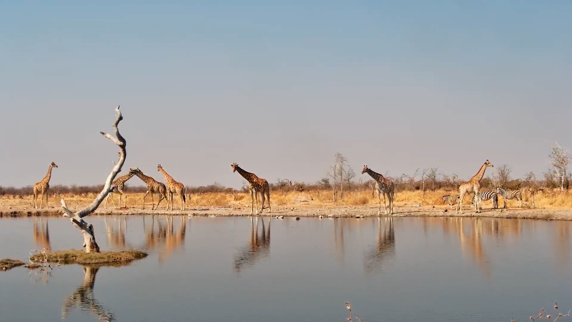Giraffe Gathering for a Drink at Safarihoek