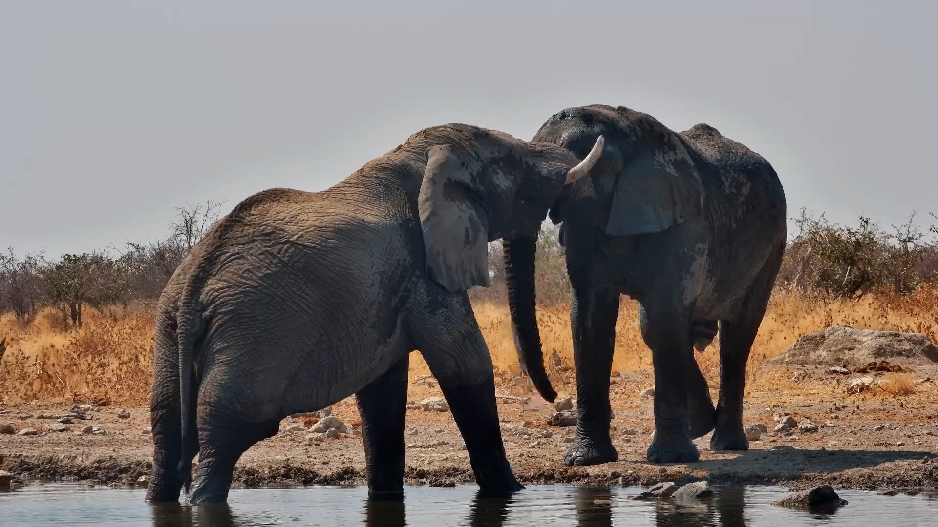 Playful Sparring at Safarihoek Waterhole
