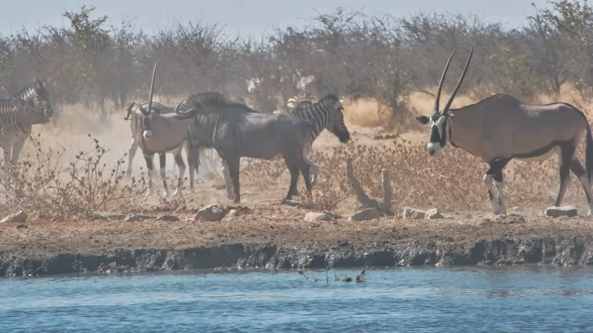 Gemsbok, Zebra & Wildebeest Gather at Safarihoek