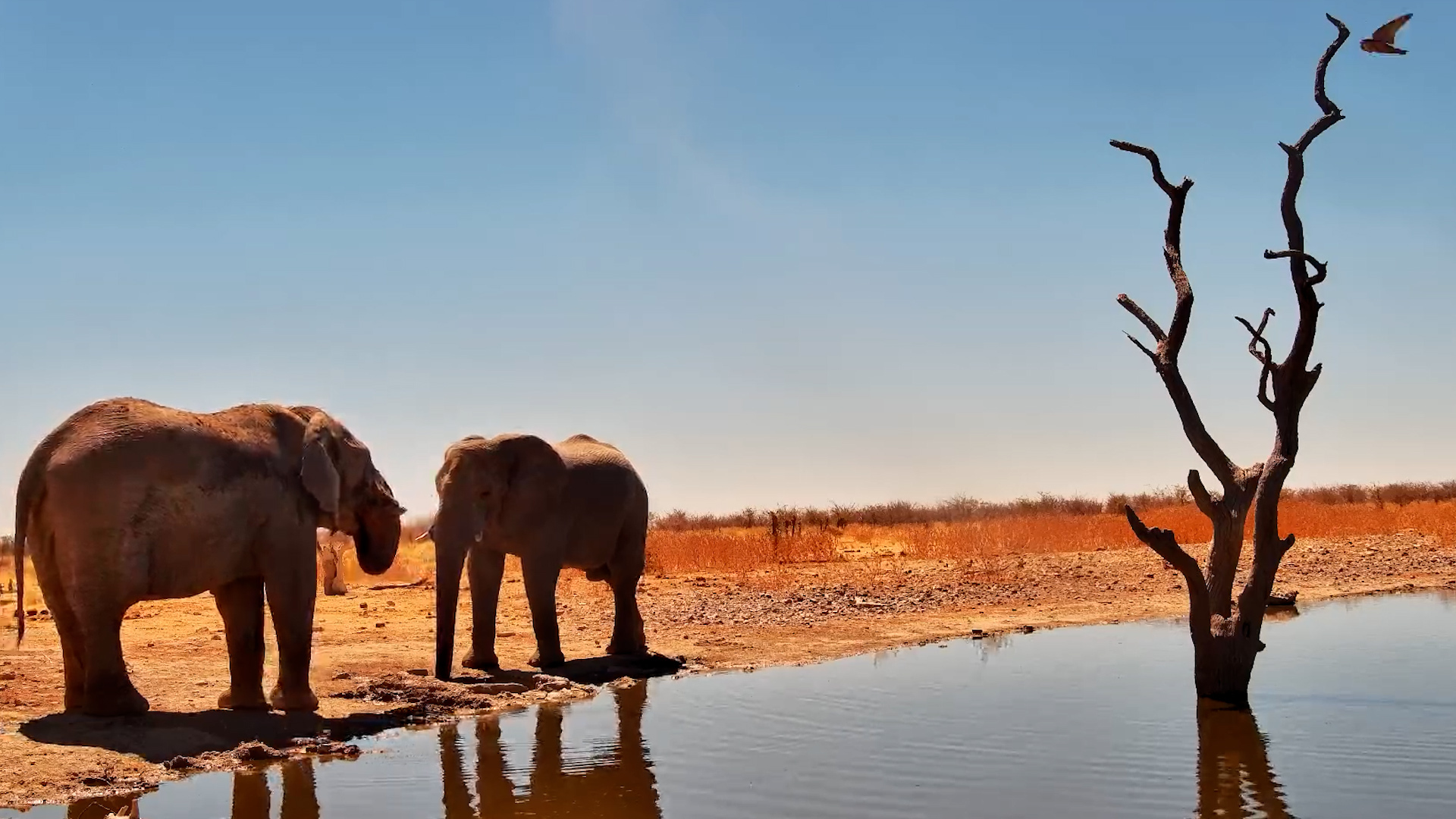 Two Bull Elephants Unwind