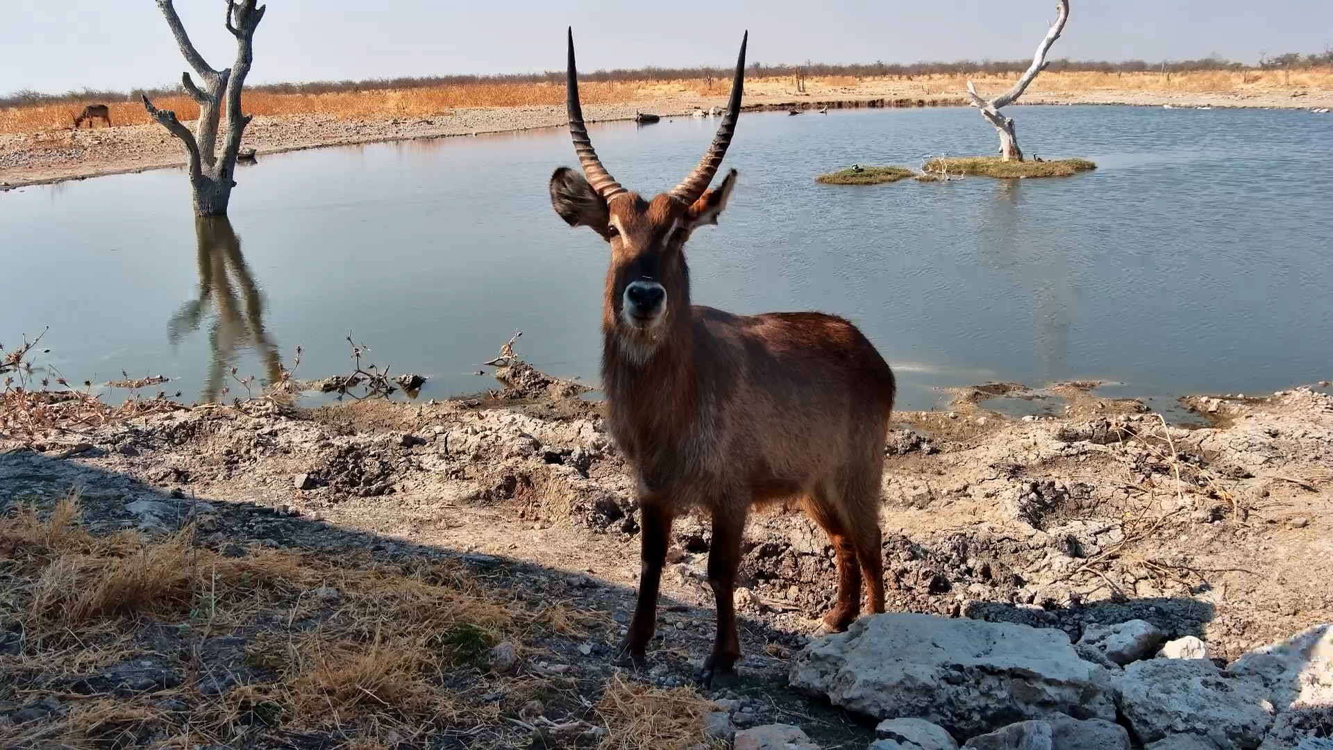 A Waterbuck Stops… And Suddenly Looks Straight at the Camera
