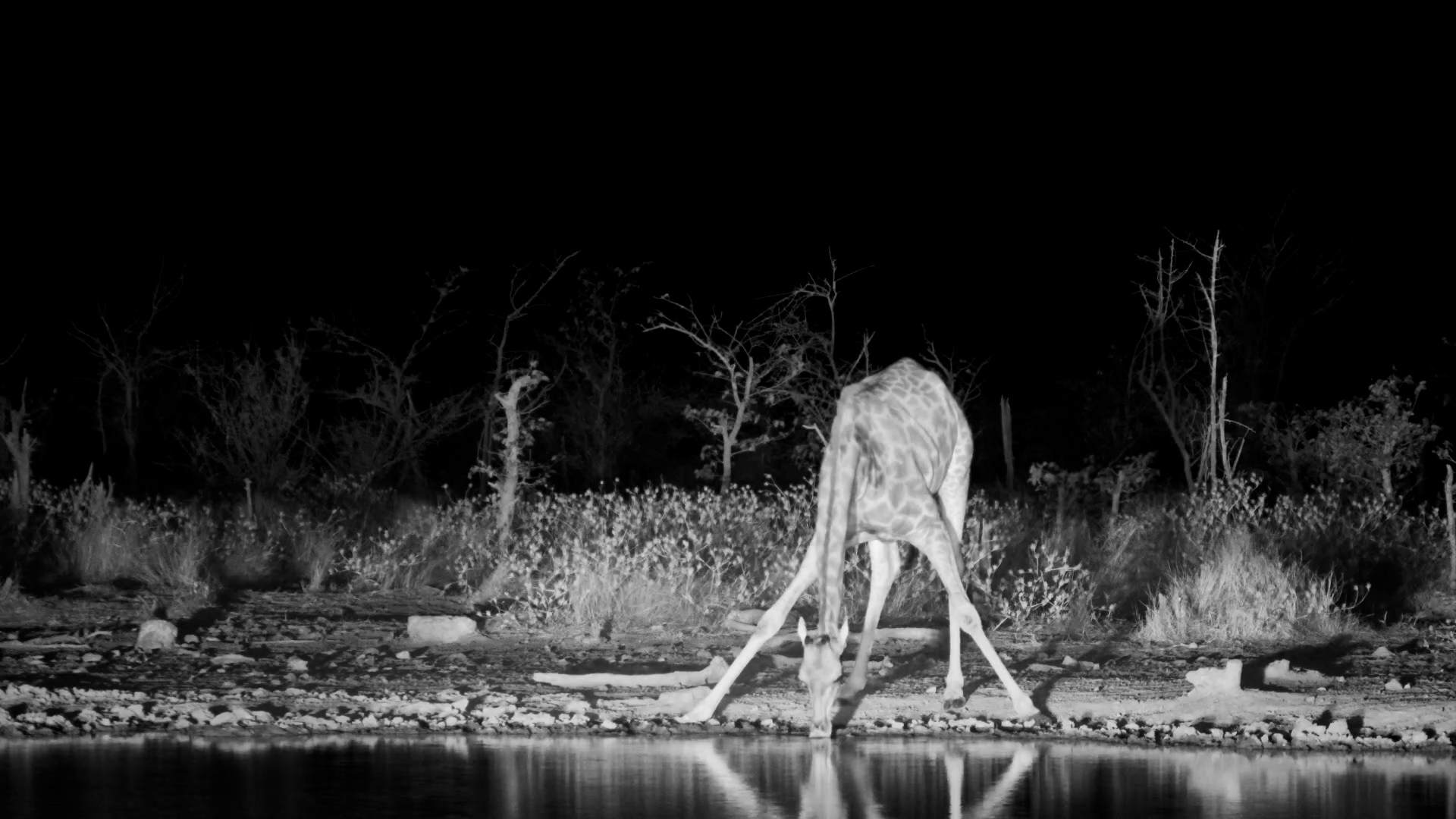 Lone Giraffe Drinks at Night