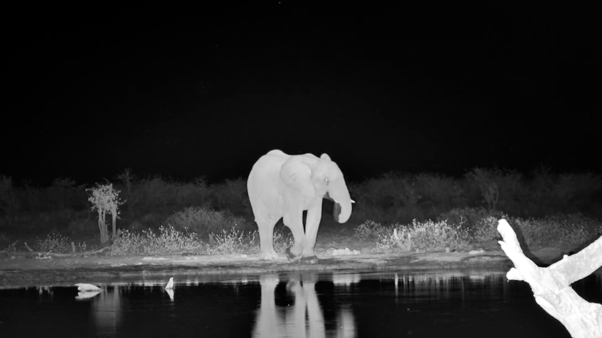 Quiet Moment with a Lone Elephant at Safarihoek