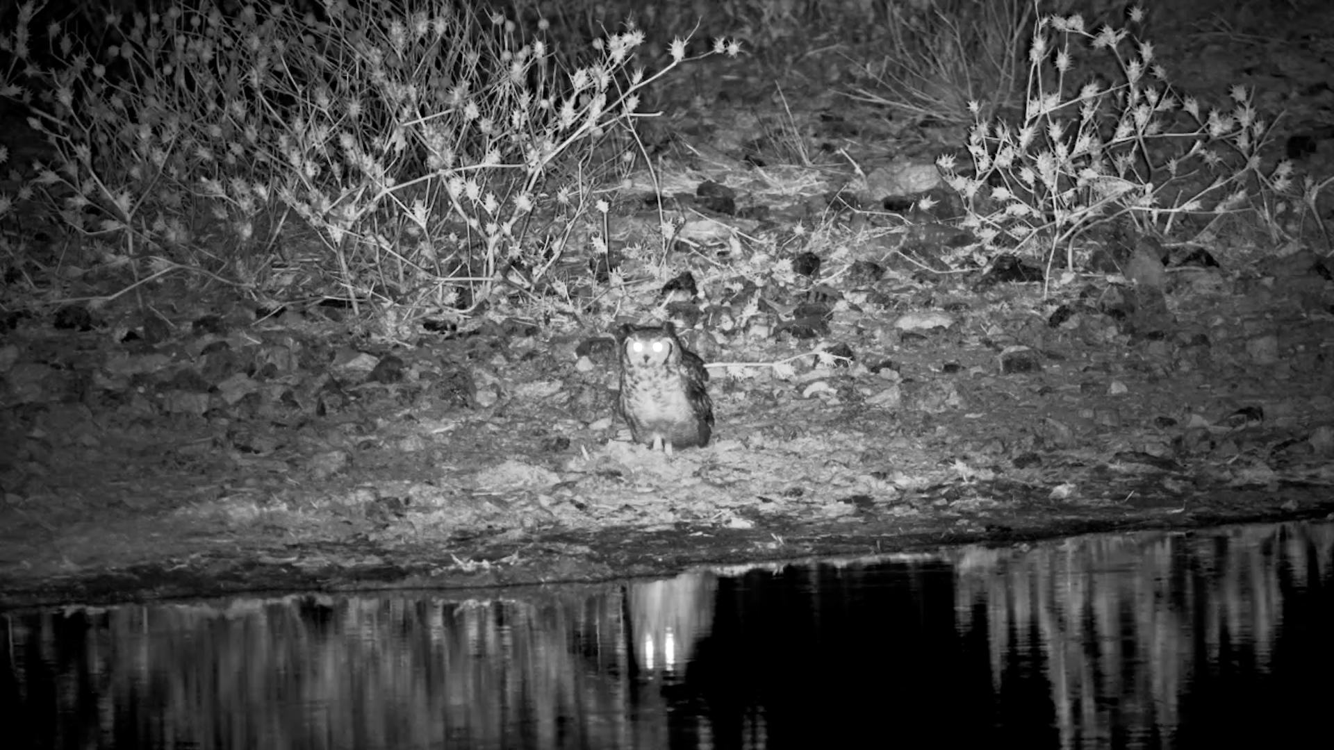 Spotted-Eagle Owl Hunts for Supper