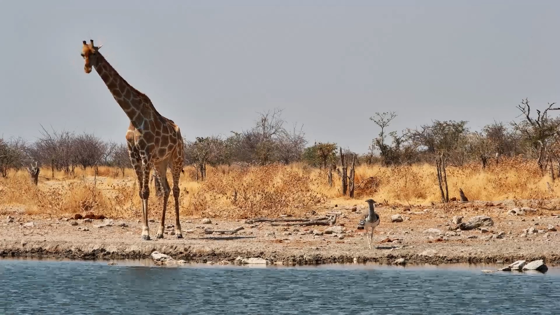 Kori Bustard and Giraffe Share a Drink at the Waterhole