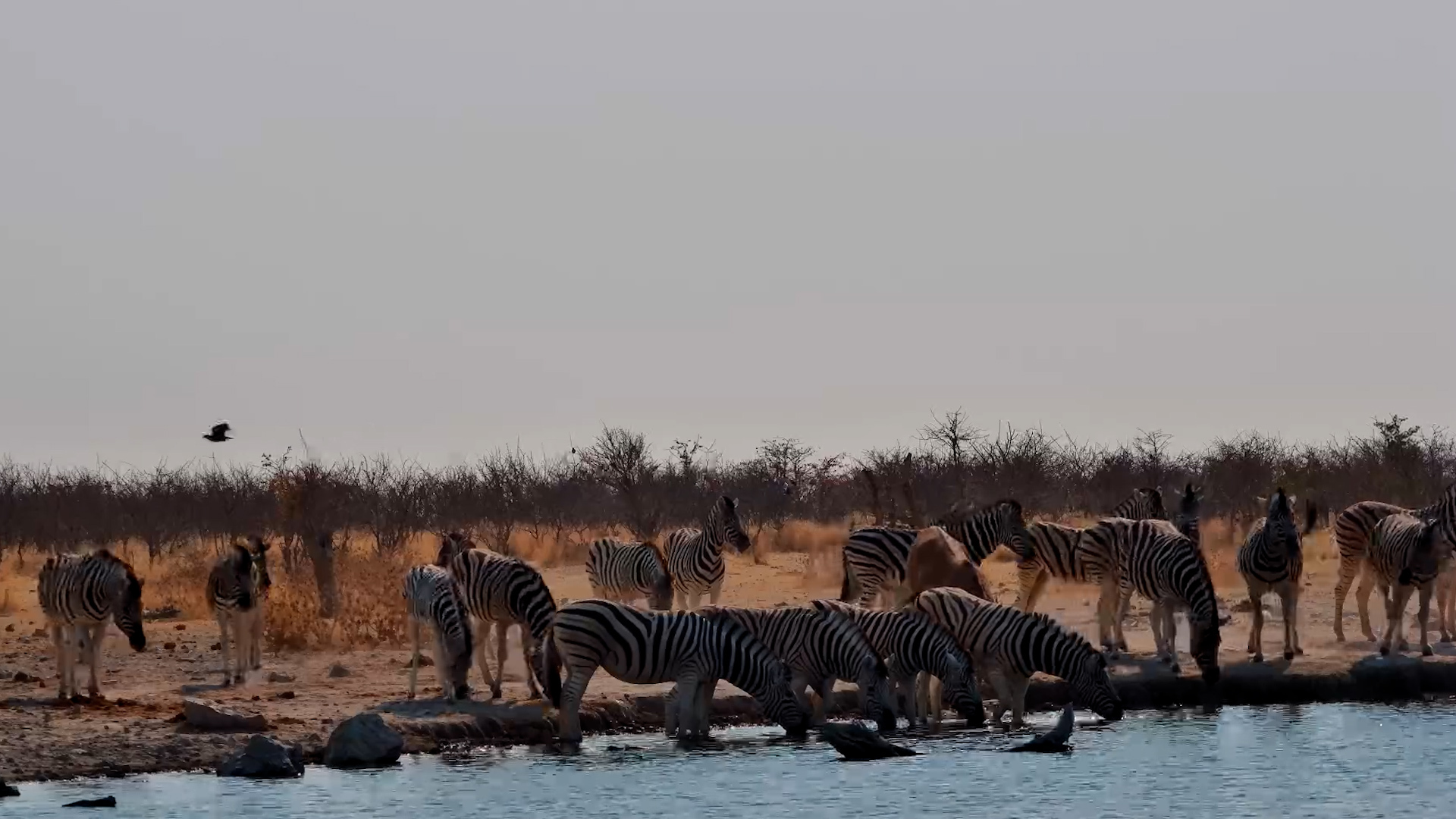Zebra and Gemsbok Drink Together at Safarihoek