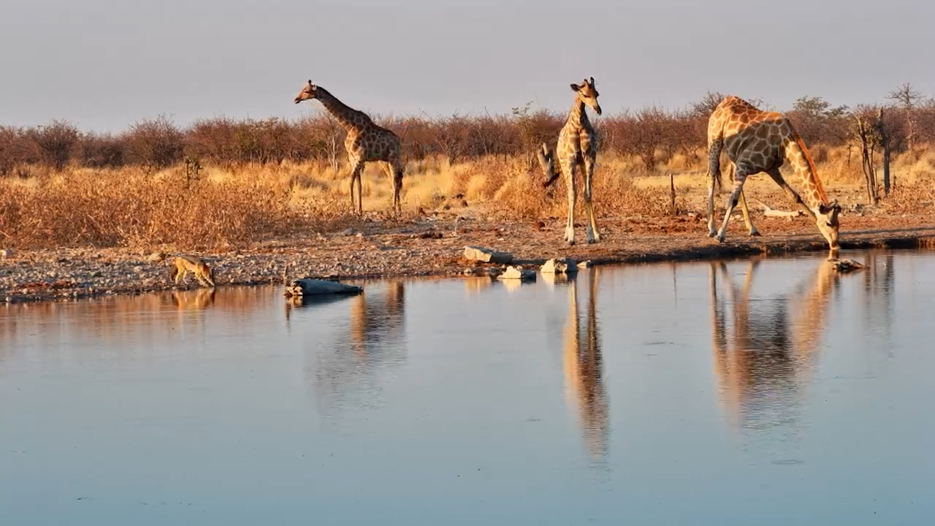 Sunset Snack Time: Jackals Hunt at The Hide Waterhole