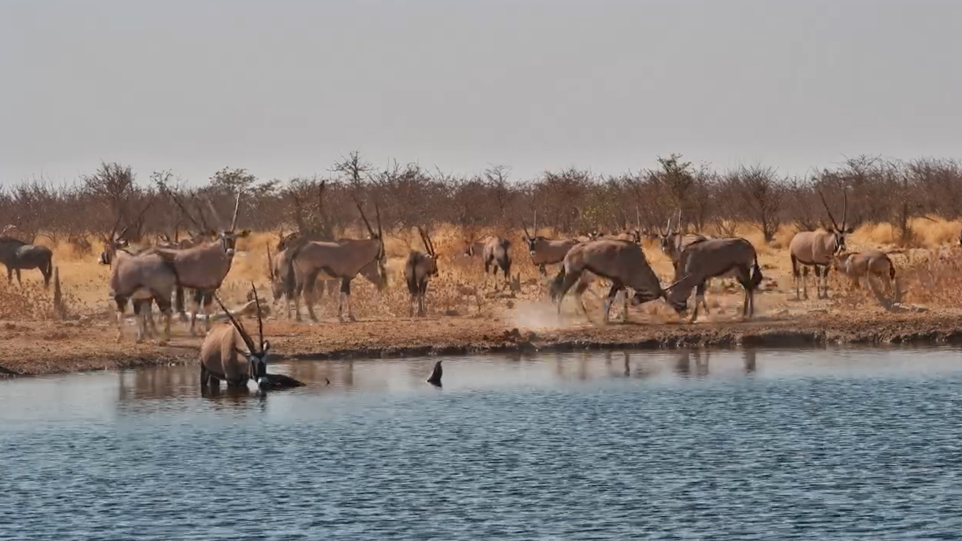 Dust and Drama: Gemsbok Herd Gathers at Safarihoek Waterhole