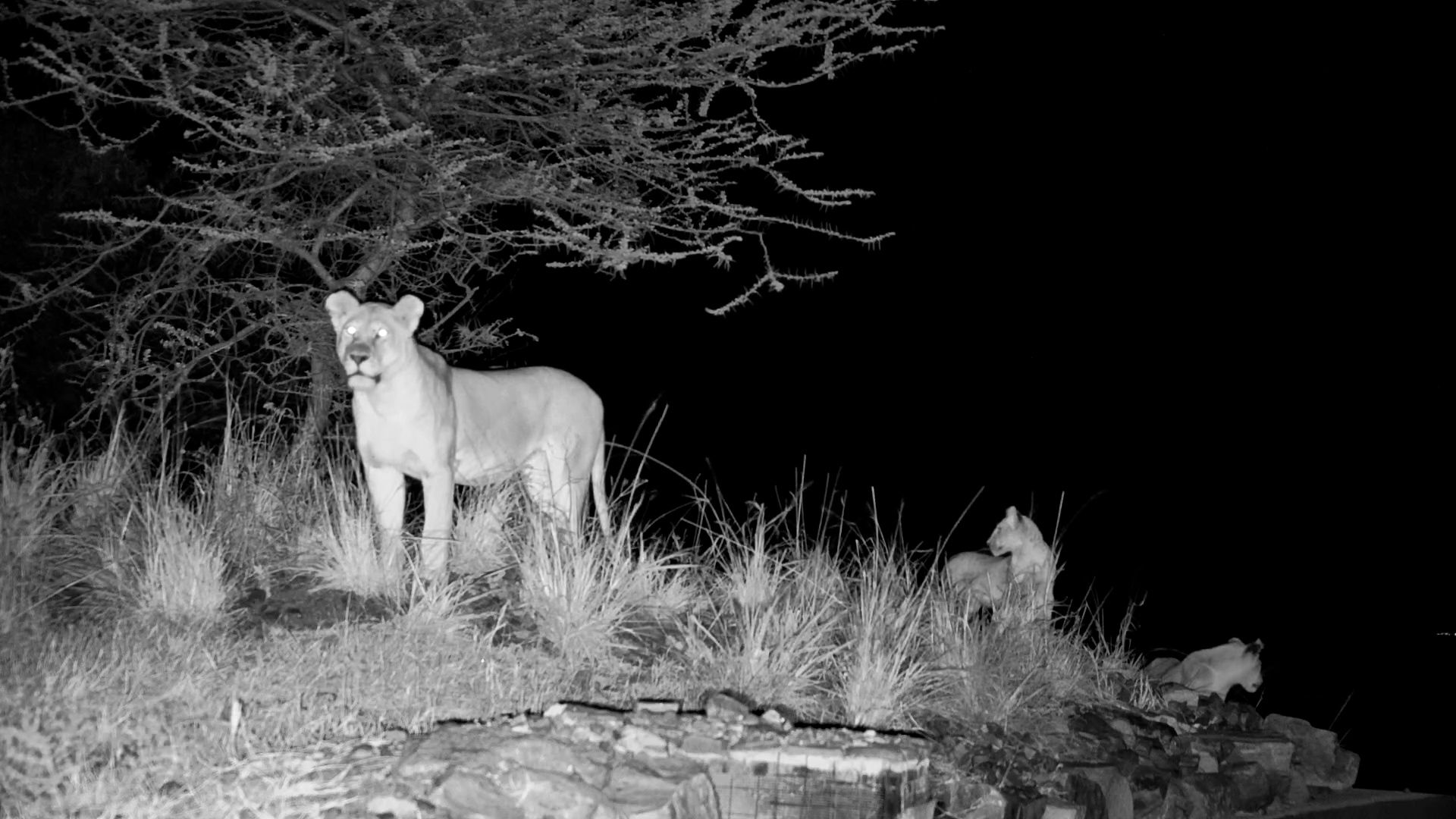 Lion Pride with Cubs Visits Serengeti Explorer Waterhole