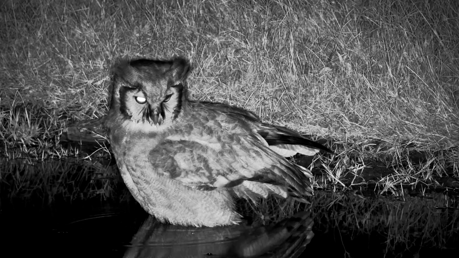 Serengeti’s Giant Owl Stops for a Toe Dip & Midnight Snack