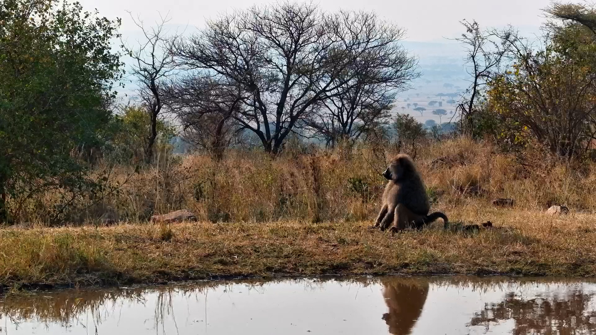 What Is This Big Fluffy Baboon Thinking?