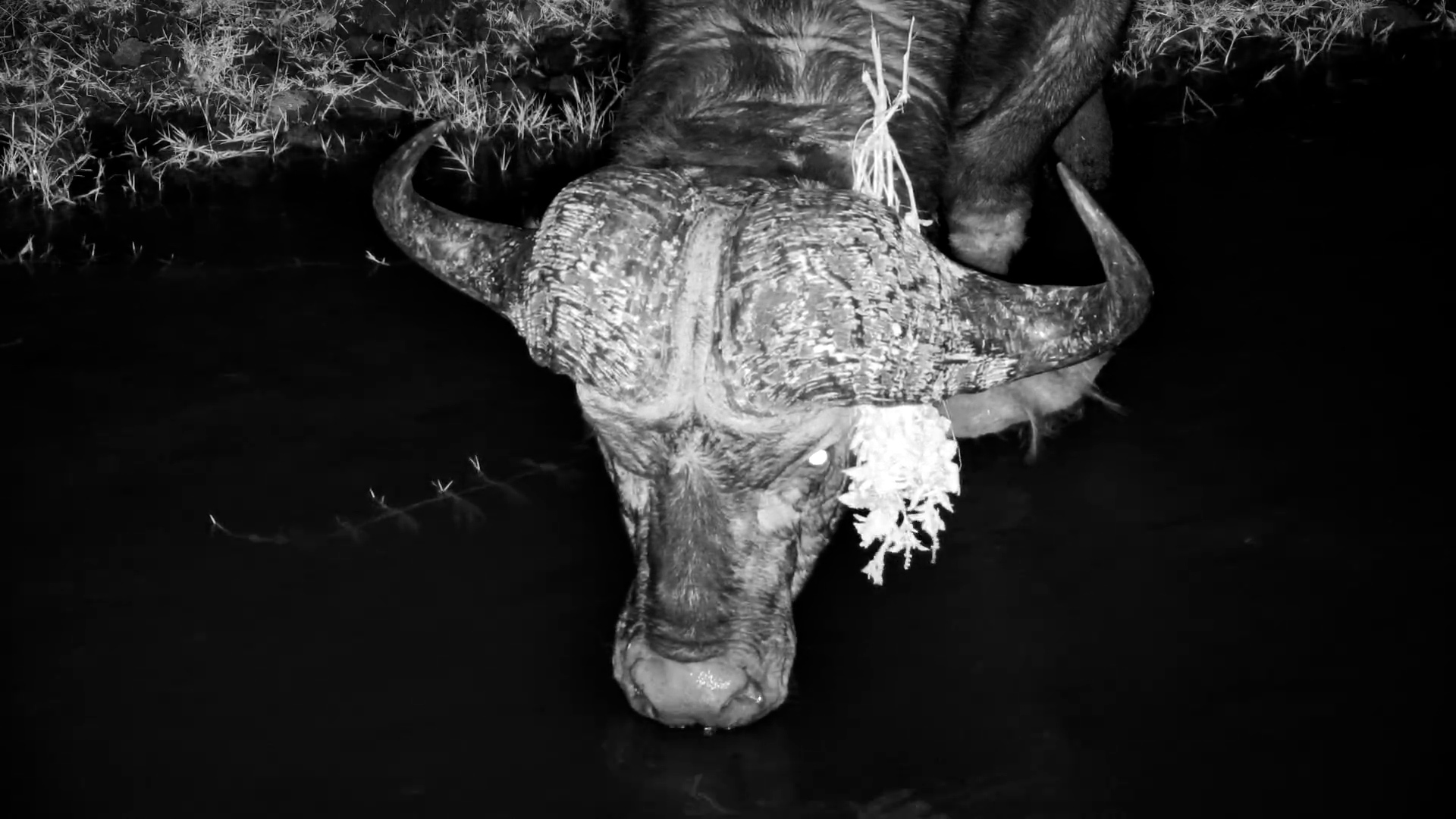 Buffalo Arrive for a Drink on a Windy Serengeti Night