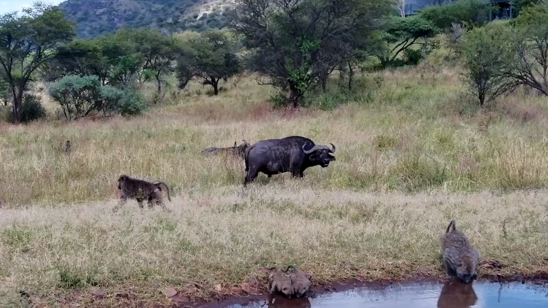 Buffalo & Baboons Just Chilling at the Serengeti Waterhole