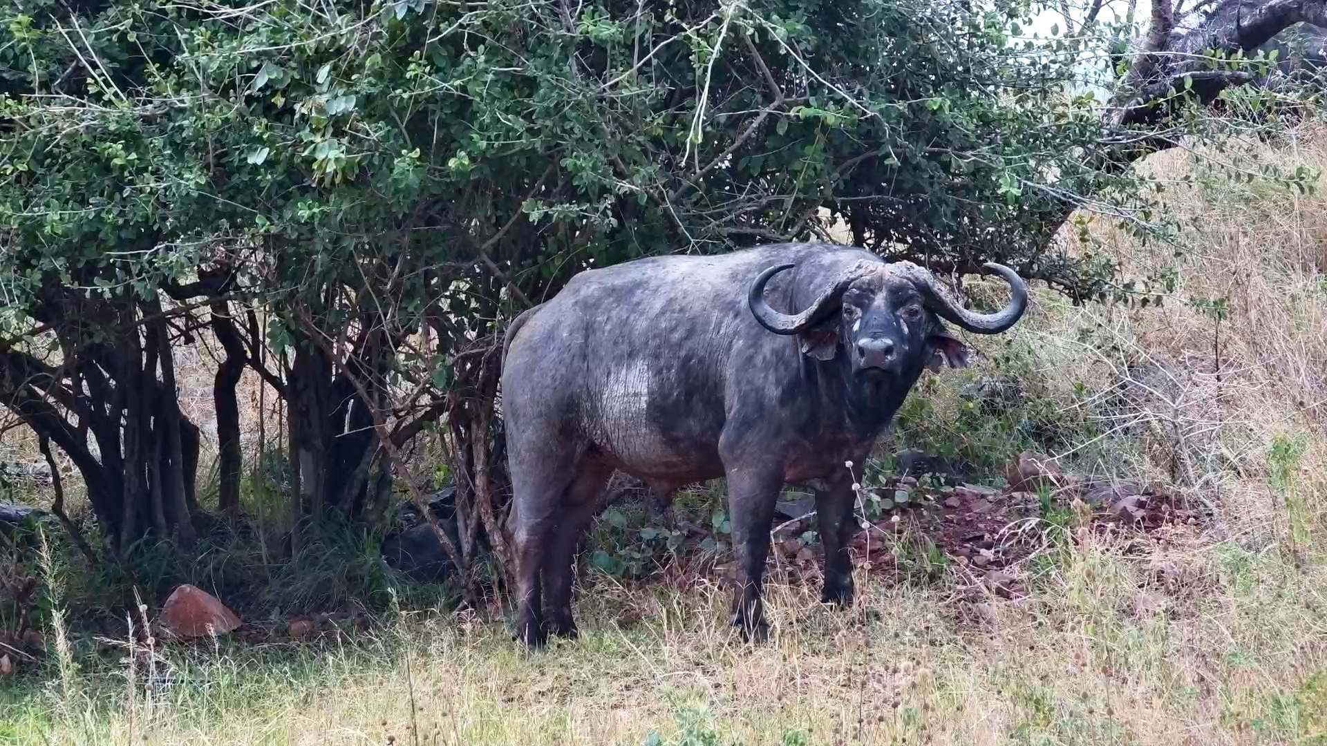 Thirsty Trio: Buffalos Enjoy a Calm Drink at the Waterhole Africam 124K subscribers Analytics