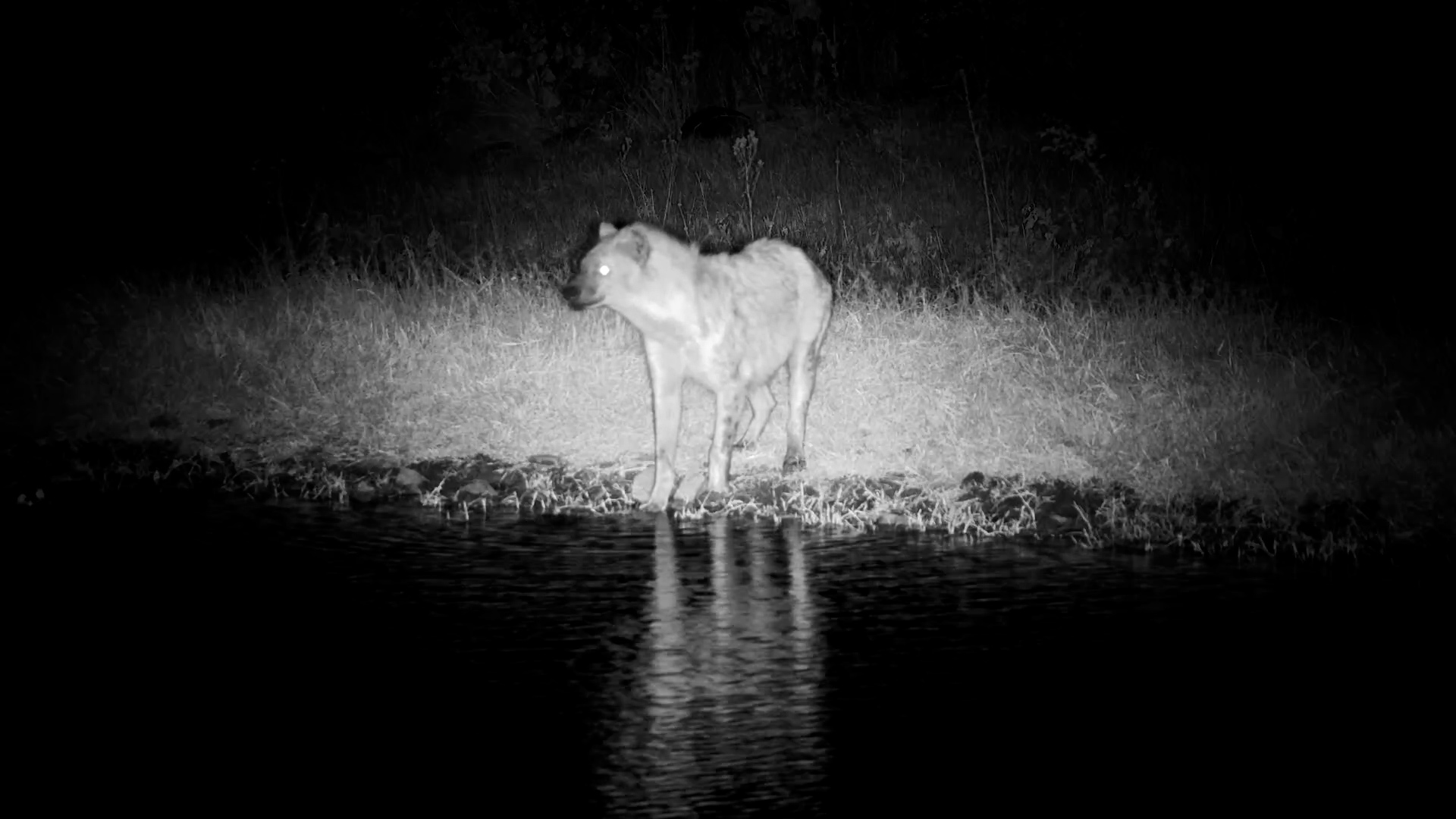 Hyena Has A Quick Water Break
