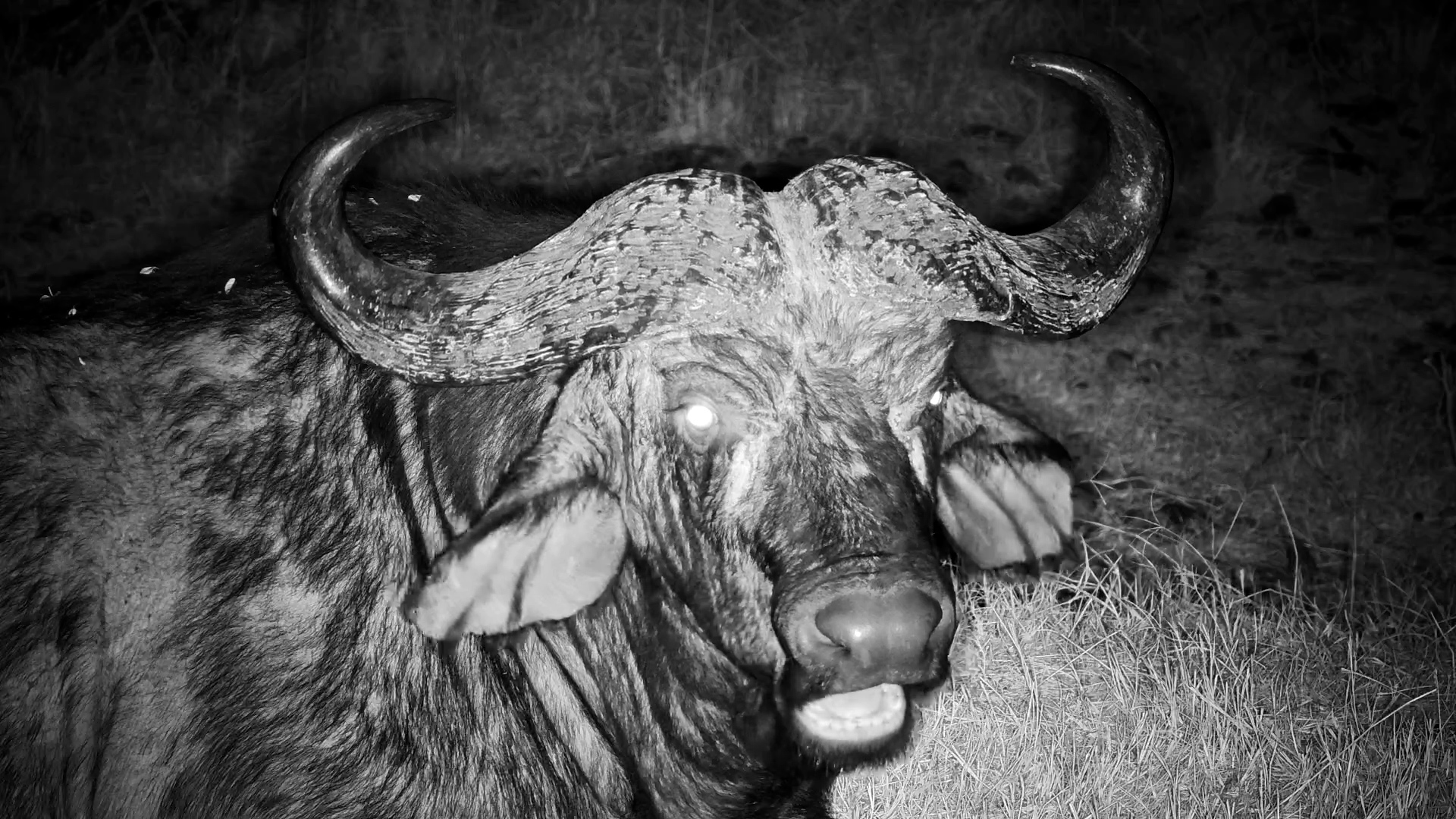 Intense Buffalo Gaze at Serengeti Waterhole