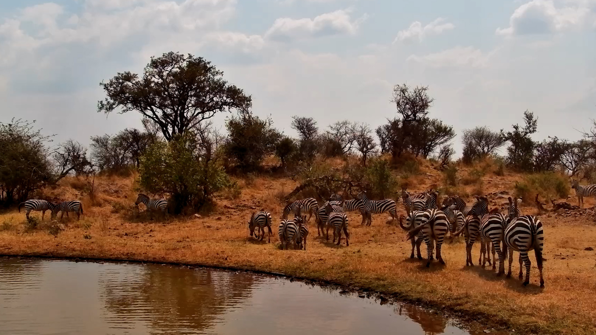 Zebra Herd Relax In The Midday Heat