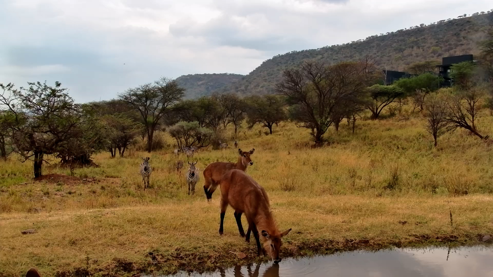 Baboons, Waterbucks & Zebra: A Busy Day at the Serengeti Explorer Waterhole