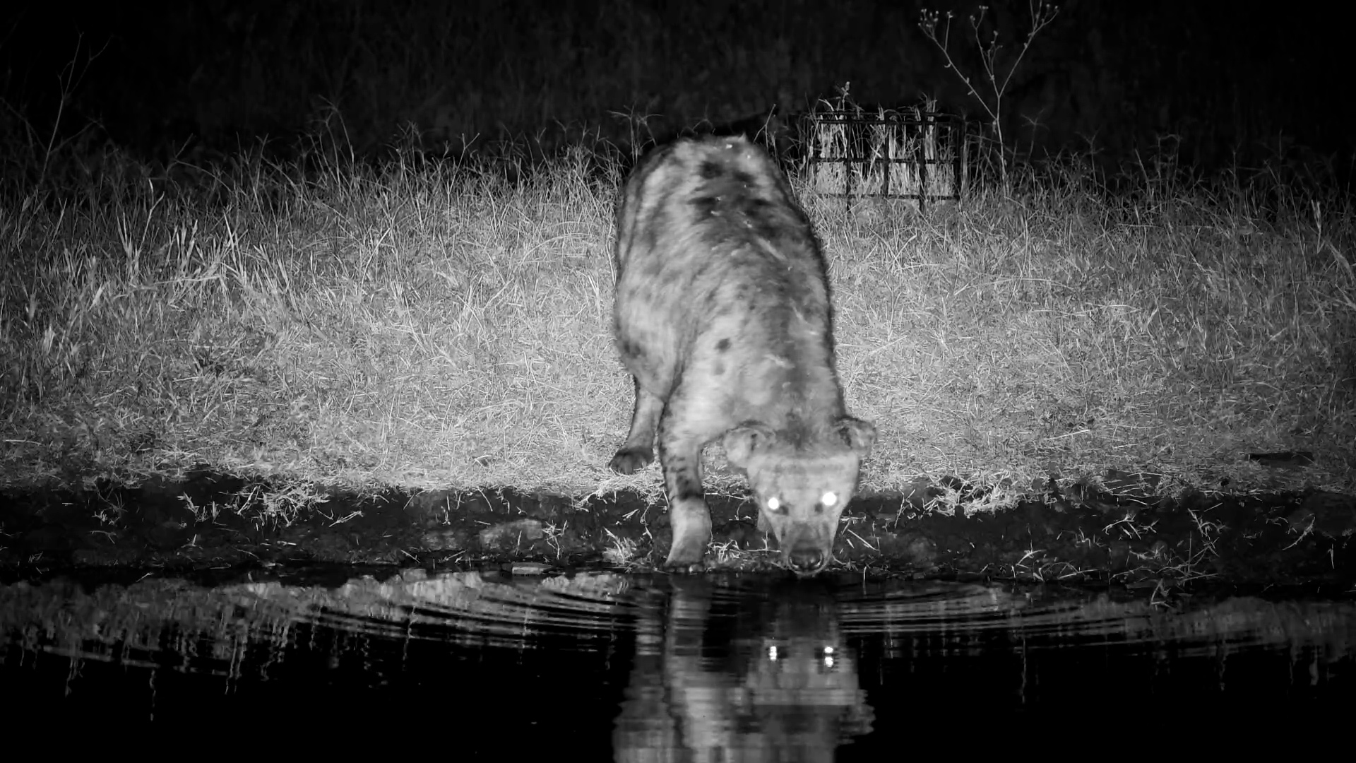 Pregnant or Just Full? Hyena Drinks Under Serengeti’s Night Sky