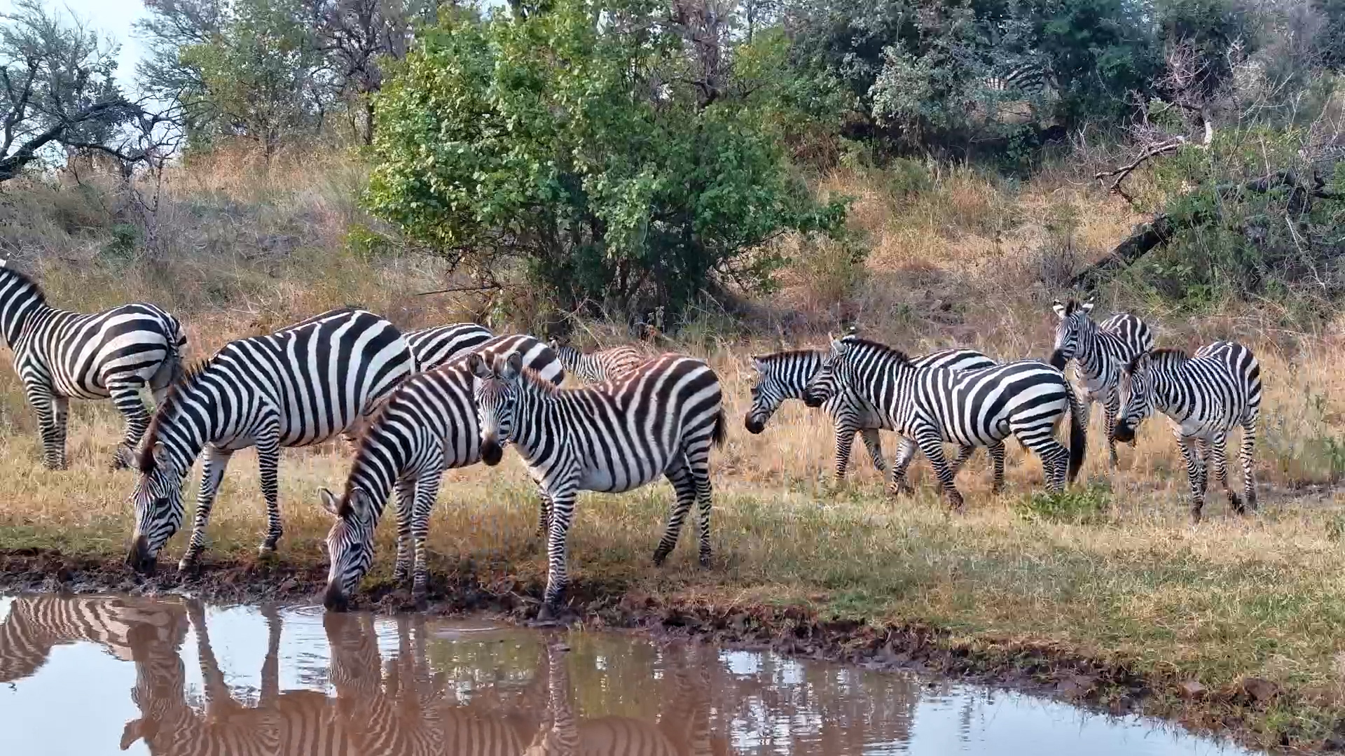 Zebra Takeover! Herd Rules the Waterhole