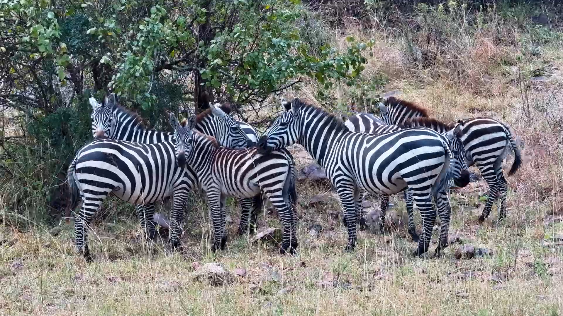 Zebra Herd Visits Serengeti Explorer Waterhole