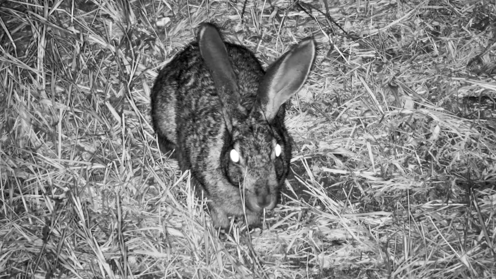 Scrub Hare Forages at Simbavati Waterside