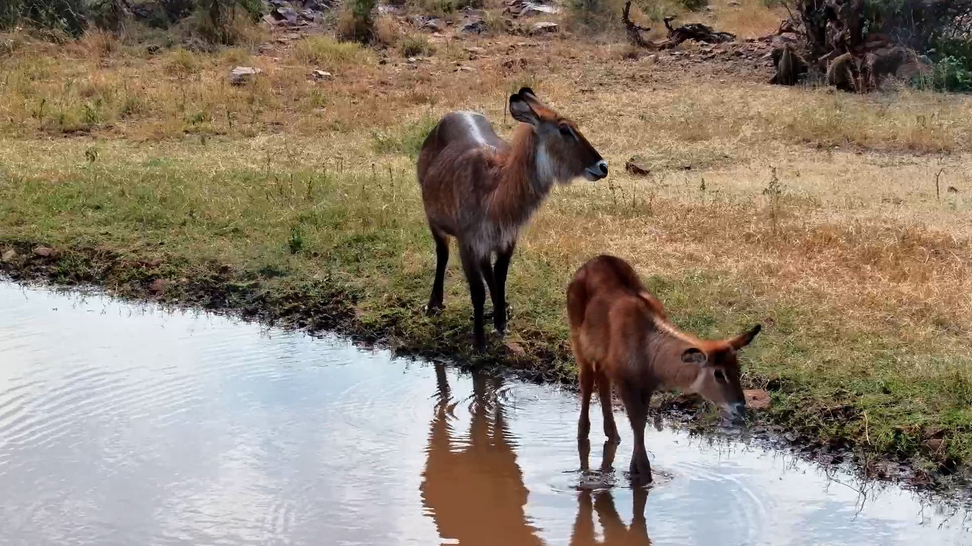 Waterbuck Mother & Calf Visit Waterhole